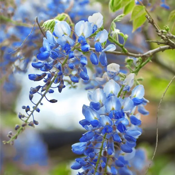 blue chinese wisteria care