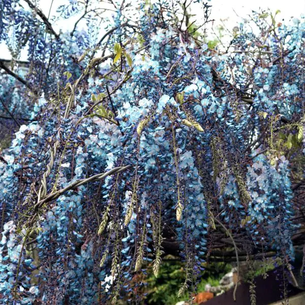 blue chinese wisteria tree propagation