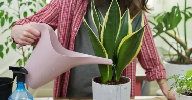 How often to water snake plant