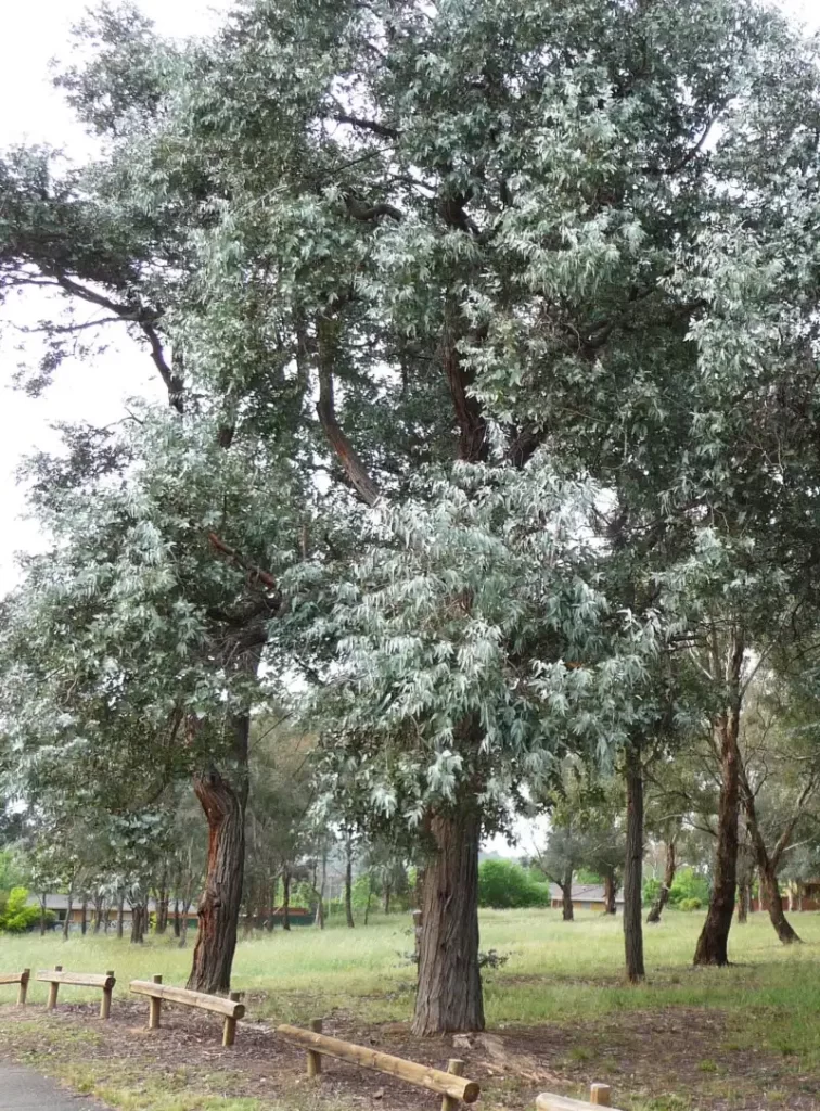 silver dollar eucalyptus