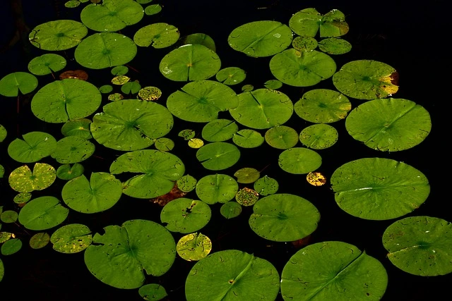 water lily adaptation