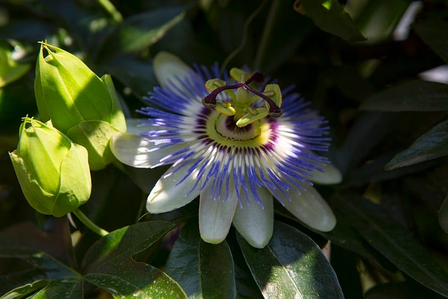 Blue Passionflowers