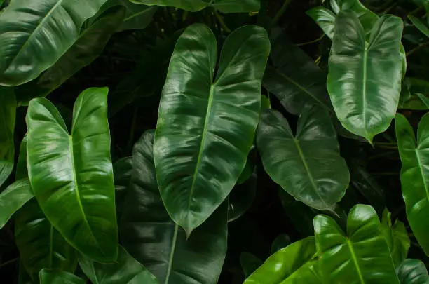 Philodendron erubescens toxicity