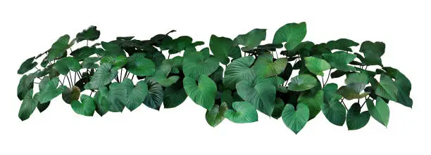 Philodendron erubescens uses