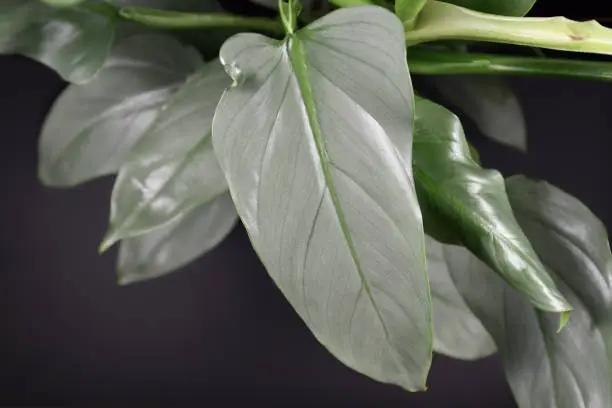 Silver Sword Philodendron Plant