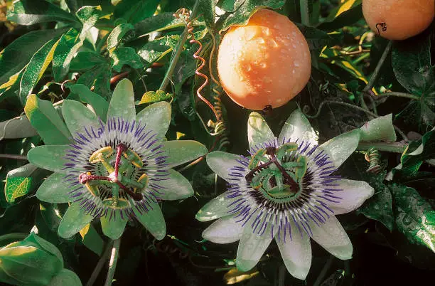 Passiflora Caerulea