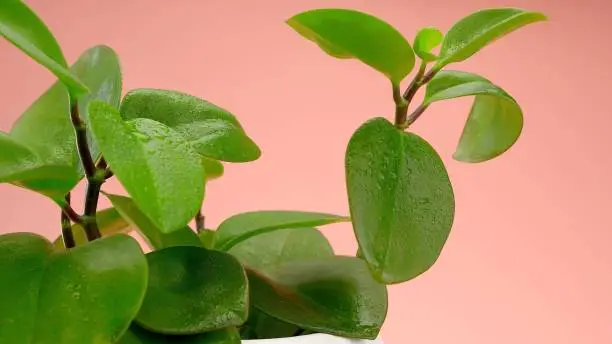 Baby Rubber Tree Plant