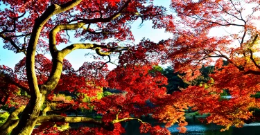 Chinese Maple Tree