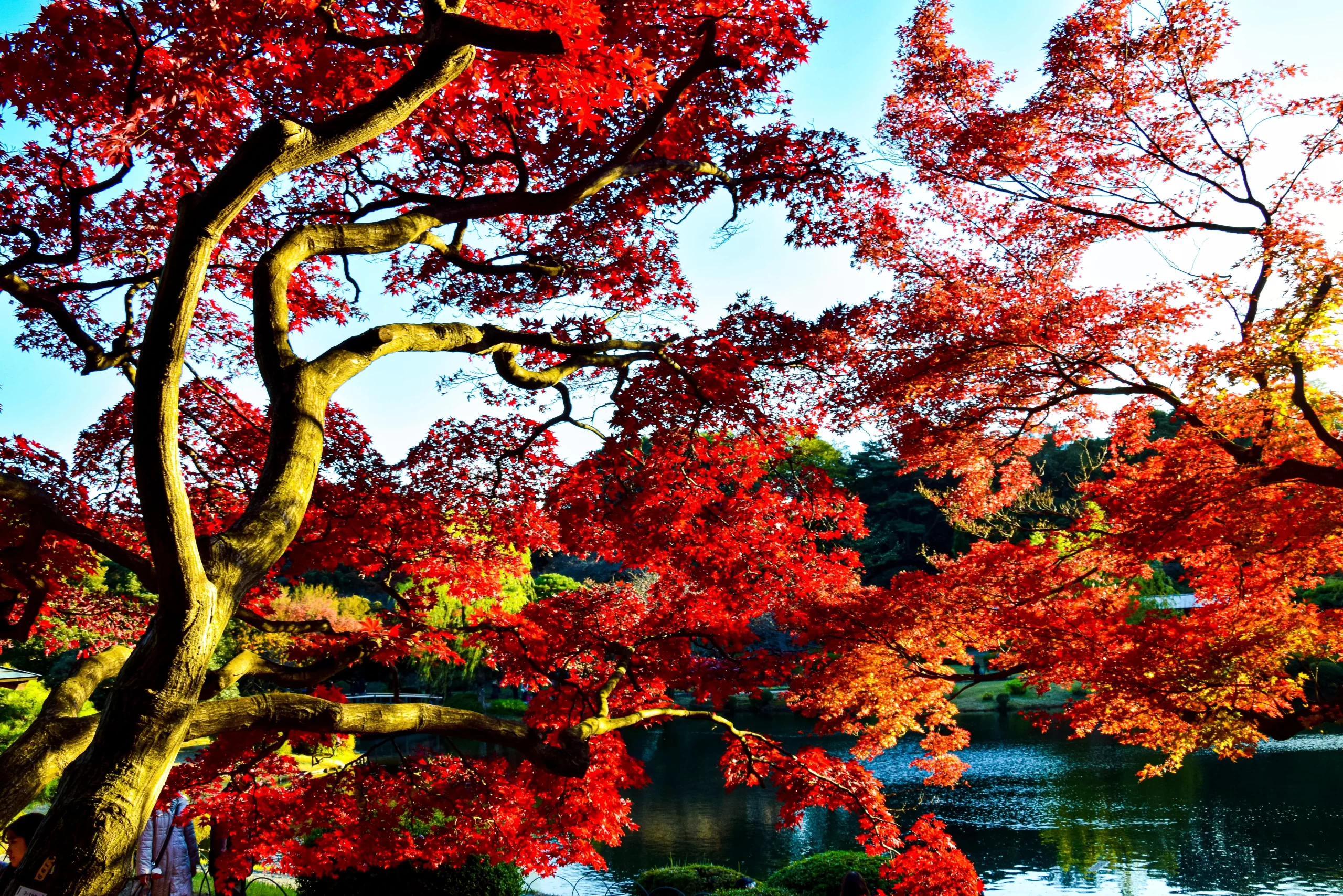Chinese Maple Tree - Botanical Information, Care, and Propagation - The ...