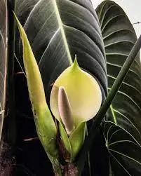 Philodendron melanochrysum care