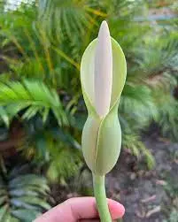 Philodendron selloum flower