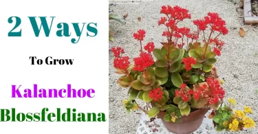 kalanchoe blossfeldiana propagation