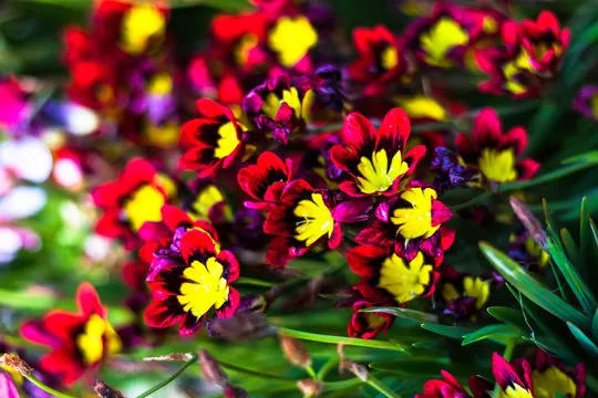 grow sparaxis from bulbs