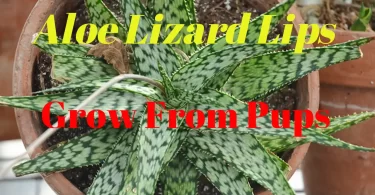 Aloe Lizard Lips Propagation