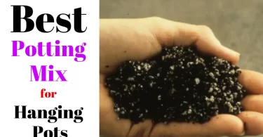 Best Potting Mix