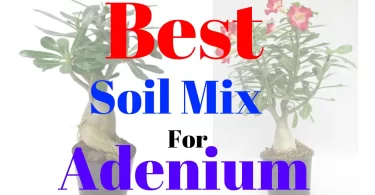 Best Soil For Adenium