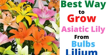 Asiatic Lily propagation
