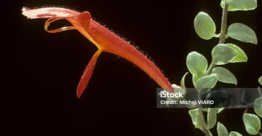 Goldfish Plant Light Requirements