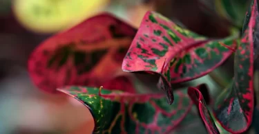 Croton Plant Benefits