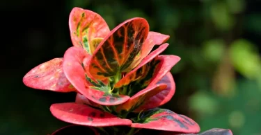 Croton Plant Toxic To Cats