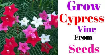 Propagate Cypress Vine