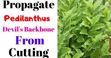 How to Propagate Pedilanthus