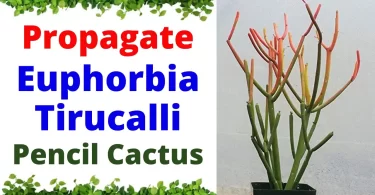 euphorbia tirucalli propagation