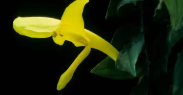 Goldfish plant care