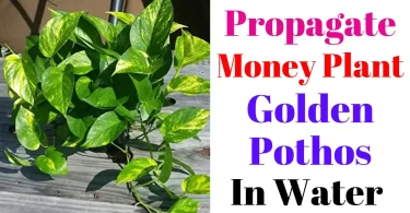 How to Propagate pothos In Water
