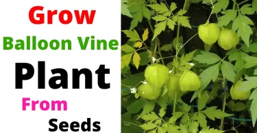 How to Grow Balloon Vine Plants