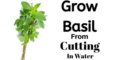 How to Grow Basil From Cutting