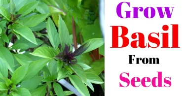 How to Grow Basil From Seeds