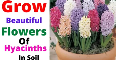 How to Grow Hyacinths In Soil