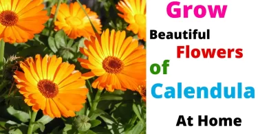 How to Grow Calendula