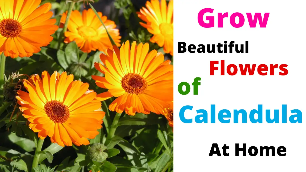 How to Grow Calendula Gorgeously | Ultimate Guide (2025)