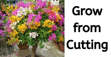 How to Grow Bougainvillea