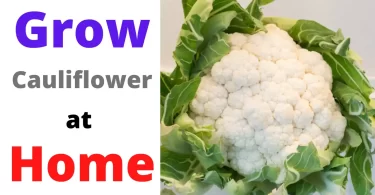 How to Grow Cauliflower