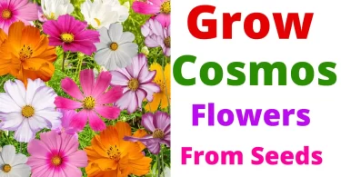 How to Grow Cosmos Flowers
