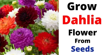 How to Grow Dahlia Flowers