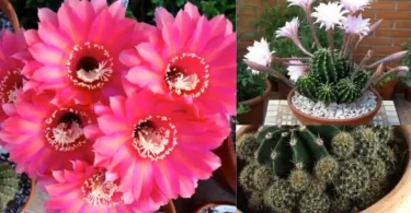 How to Grow Echinopsis