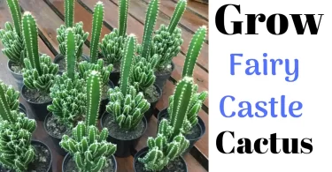 How to Propagate Fairy Castle Cactus