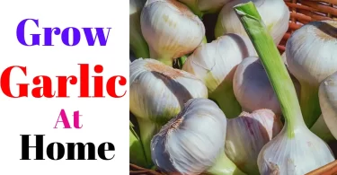 How to Grow Garlic