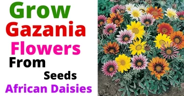 How to Grow African Daisies