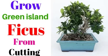 How to Grow Green Island Ficus
