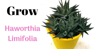 How to Grow Haworthia Limifolia