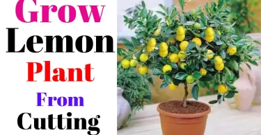 Grow Lemon Plant