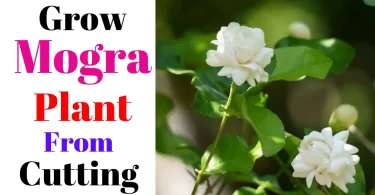 How to Grow Mogra Plant