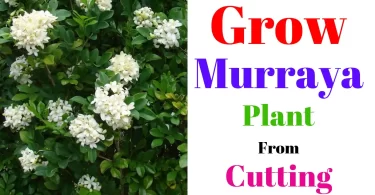 murraya plant propagation
