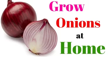 How to Grow Onions at Home