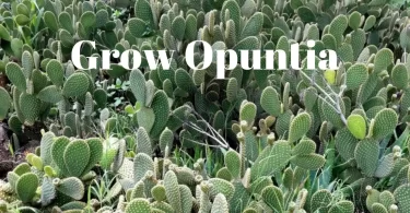 How to Propagate Prickly Pear Cactus